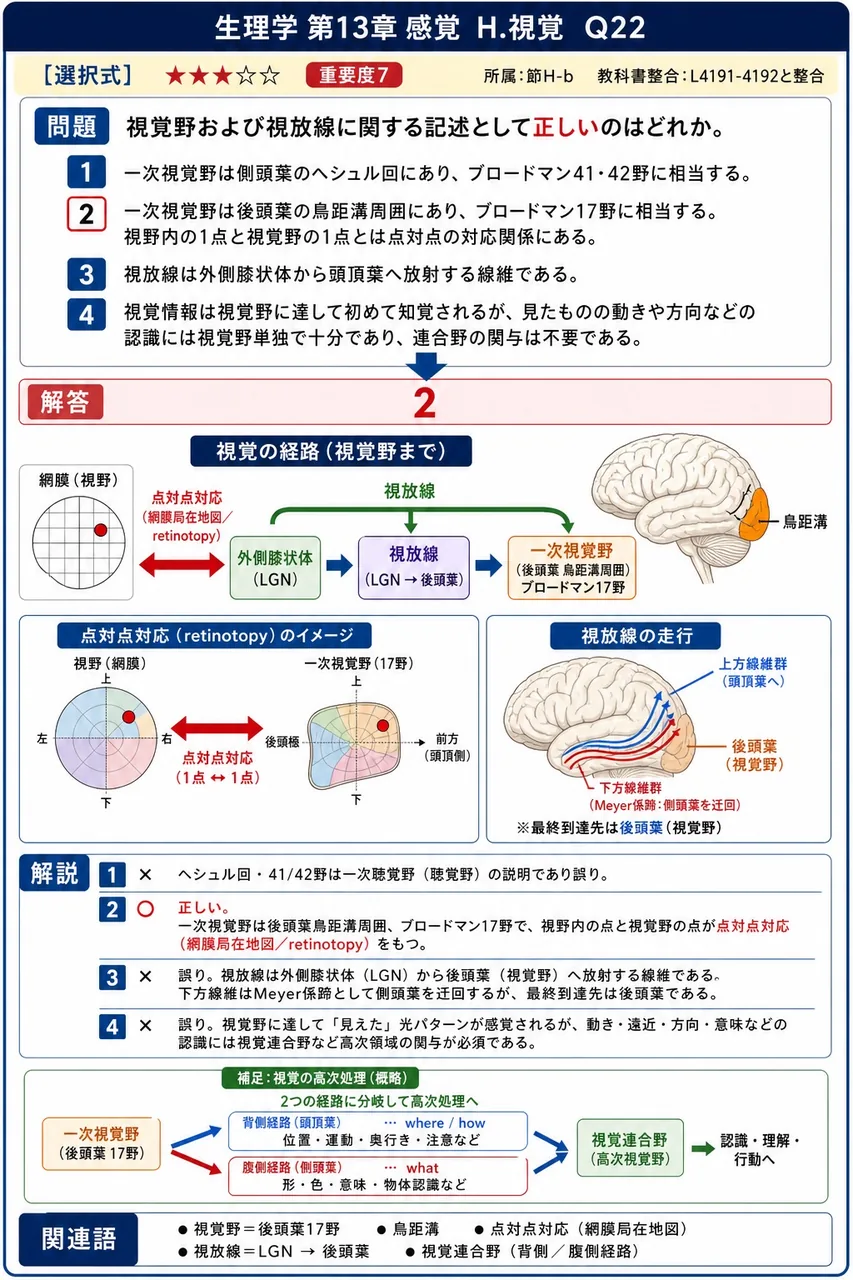視覚野および視放線に関する記述として**正しい**のはどれか。 解説図