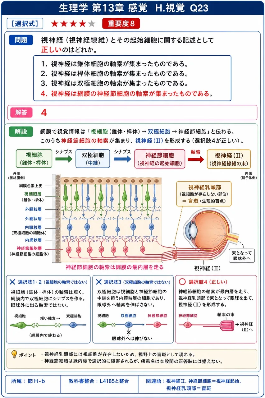 視神経（視神経線維）とその起始細胞に関する記述として**正しい**のはどれか。 解説図