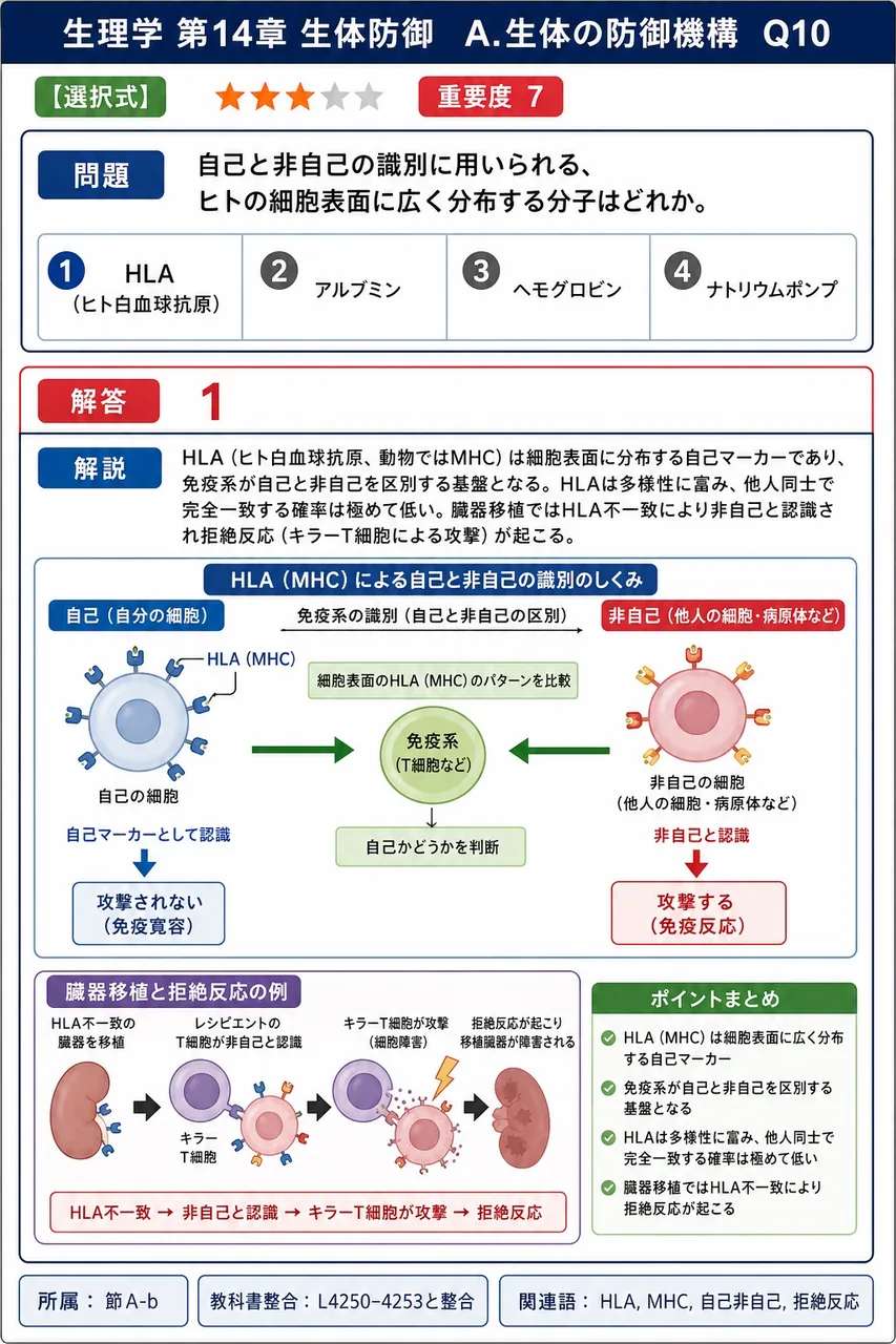 自己と非自己の識別に用いられる、ヒトの細胞表面に広く分布する分子はどれか。 解説図