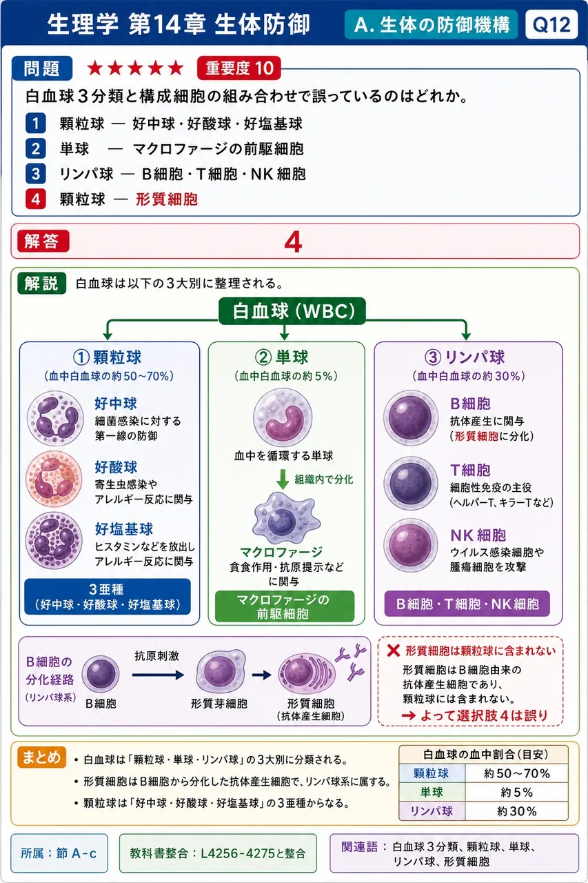 白血球3分類と構成細胞の組み合わせで誤っているのはどれか。 解説図