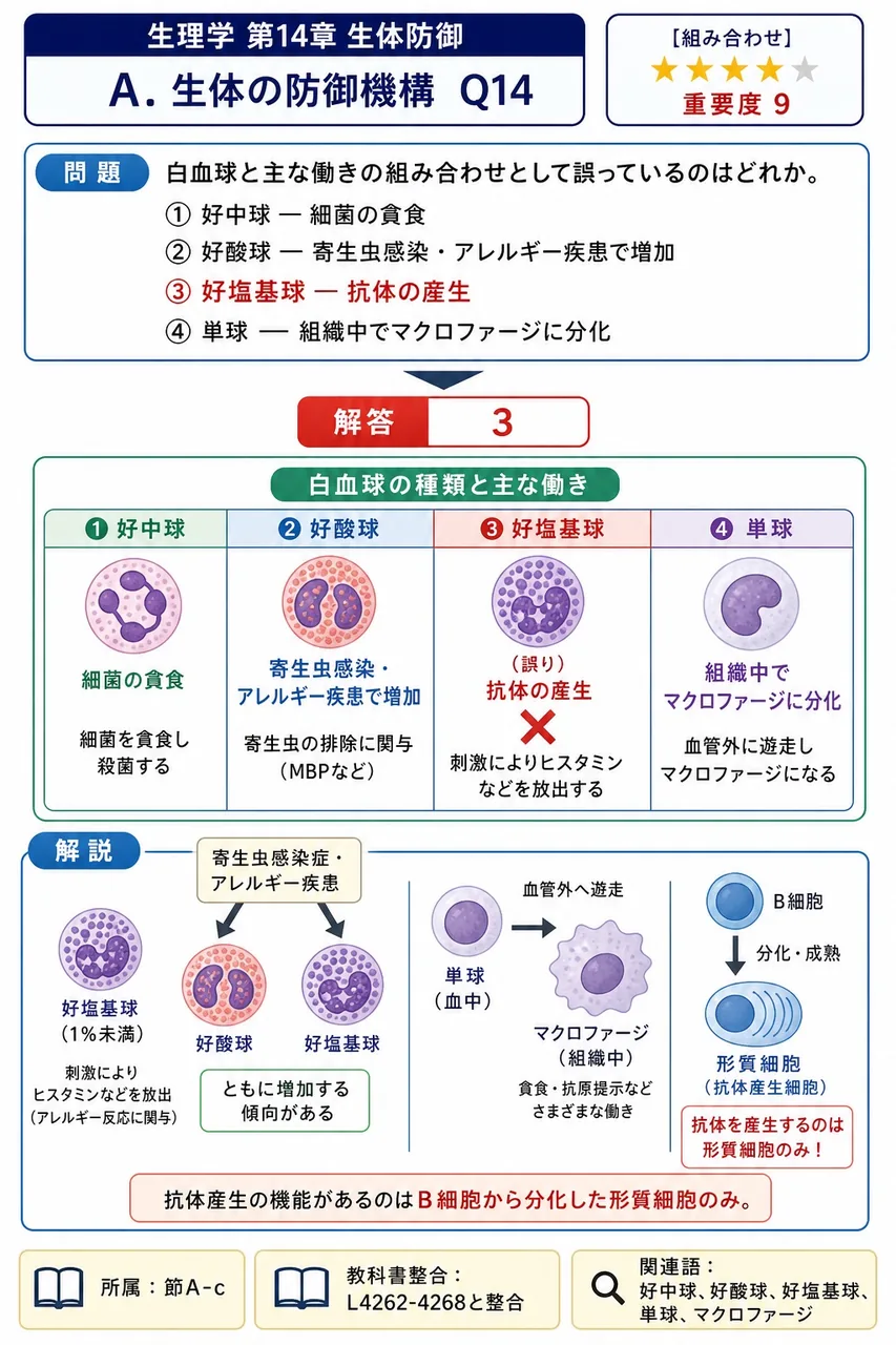 白血球と主な働きの組み合わせとして誤っているのはどれか。 解説図