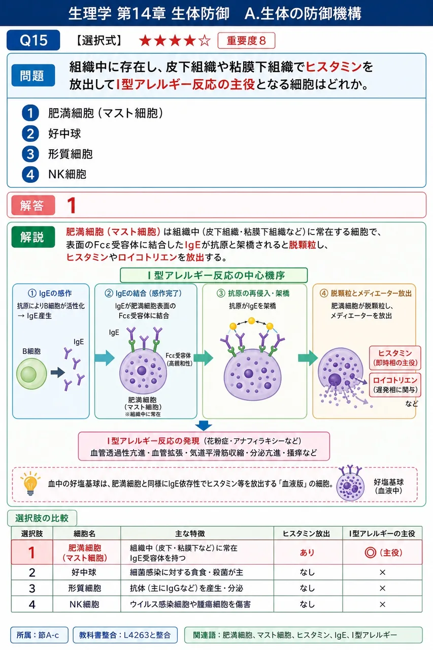 組織中に存在し、皮下組織や粘膜下組織でヒスタミンを放出してI型アレルギー反応の主役となる細胞はどれか。 解説図