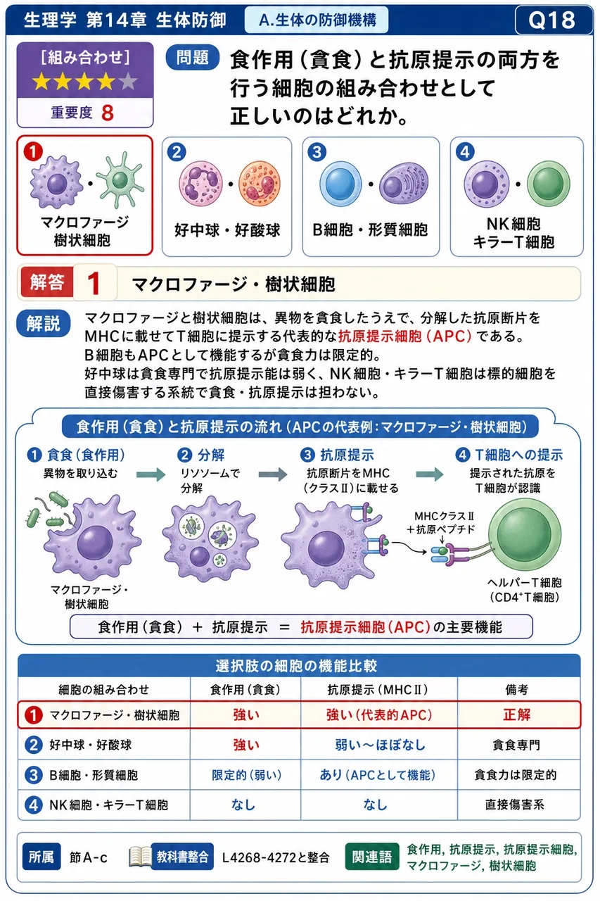 食作用（貪食）と抗原提示の両方を行う細胞の組み合わせとして正しいのはどれか。 解説図