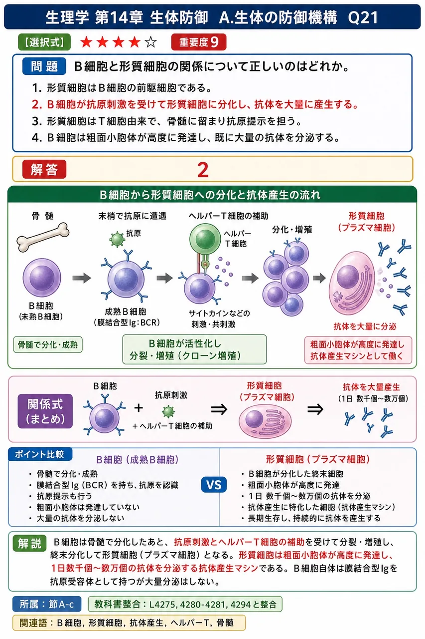 B細胞と形質細胞の関係について正しいのはどれか。 解説図