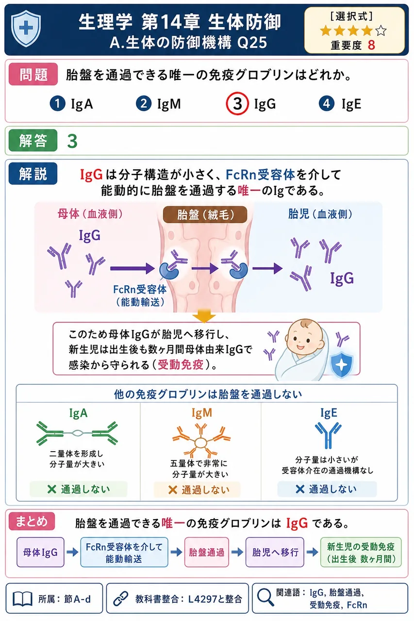 胎盤を通過できる唯一の免疫グロブリンはどれか。 解説図