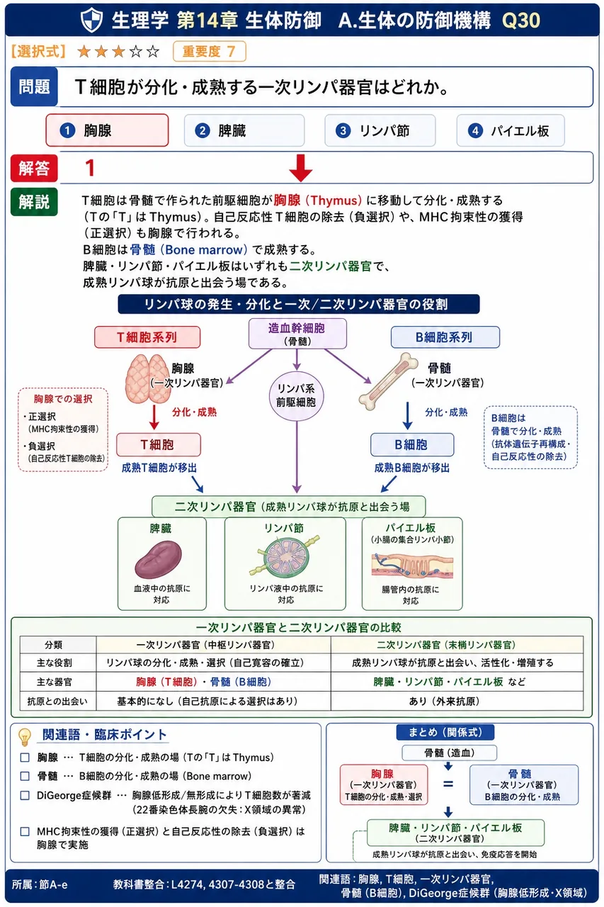 T細胞が分化・成熟する一次リンパ器官はどれか。 解説図