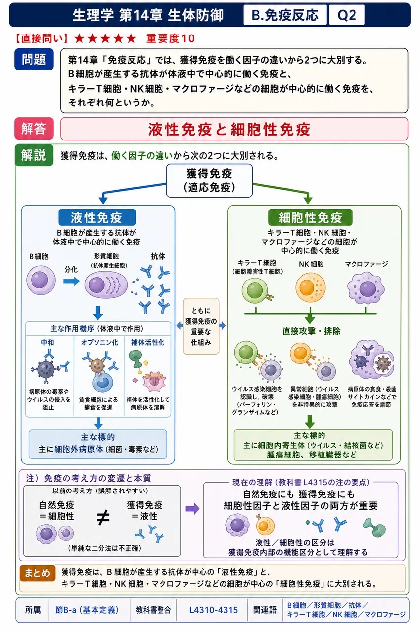 第14章「免疫反応」では、獲得免疫を働く因子の違いから2つに大別する。B細胞が産生する抗体が体液中で中心的に働く免疫と、キラーT細胞・NK細胞・マクロファージなどの細胞が中心的に働く免疫を、それぞれ何というか。 解説図