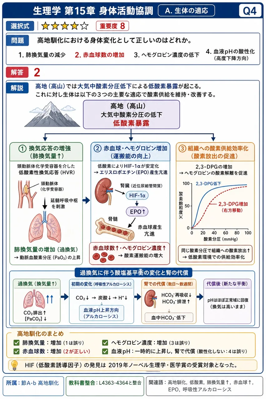 高地馴化における身体変化として正しいのはどれか。 解説図