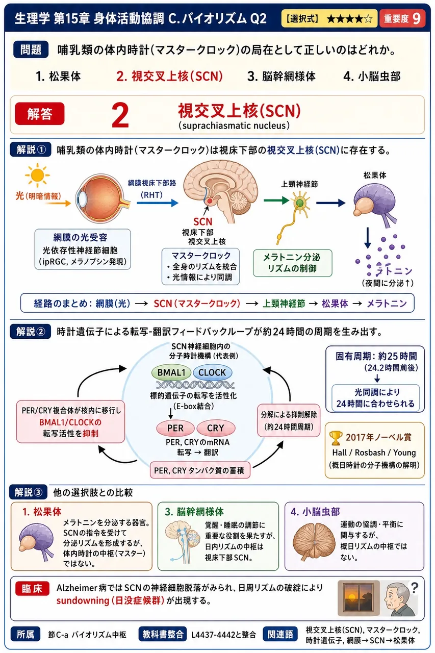 哺乳類の体内時計(マスタークロック)の局在として正しいのはどれか。 解説図