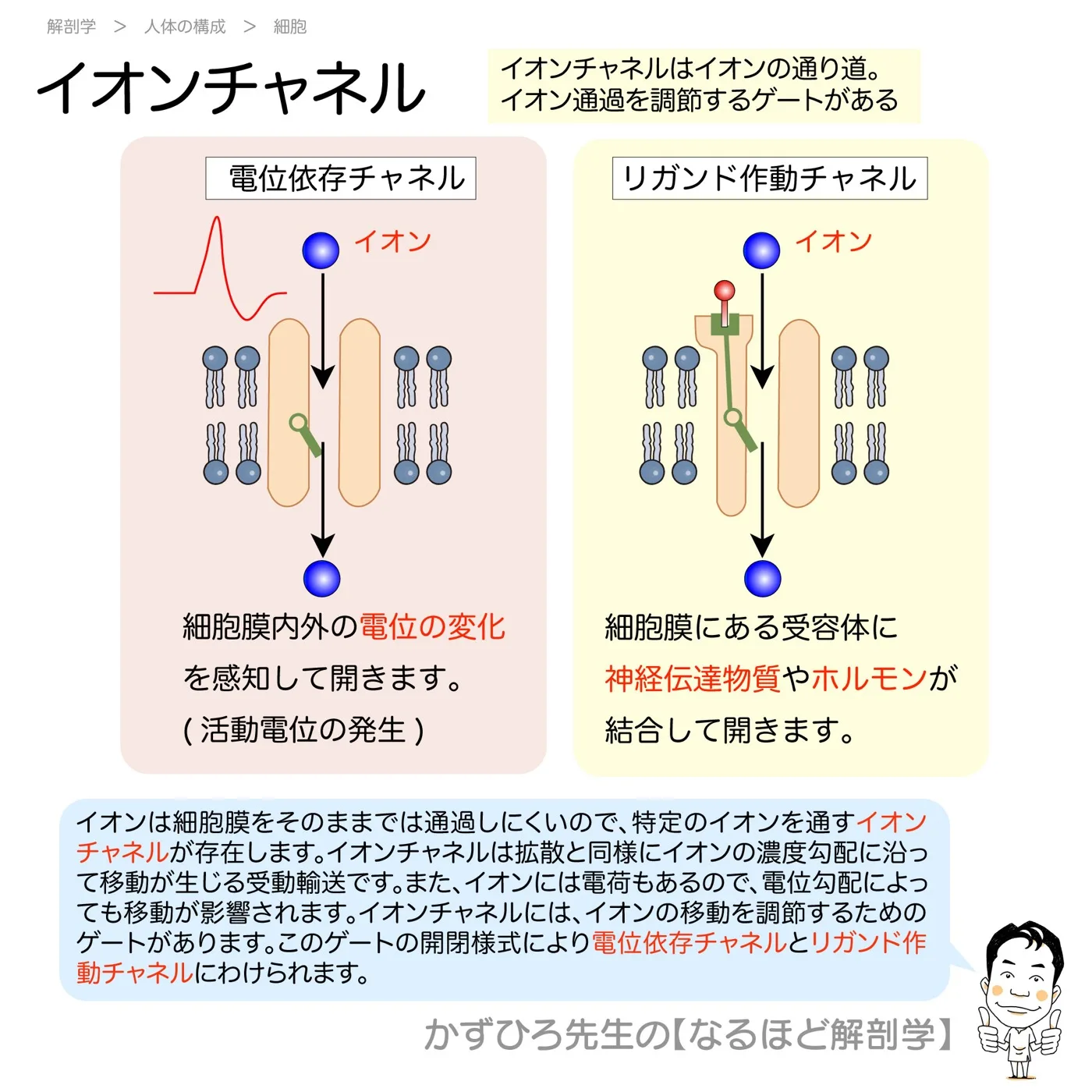 イオンチャネル
