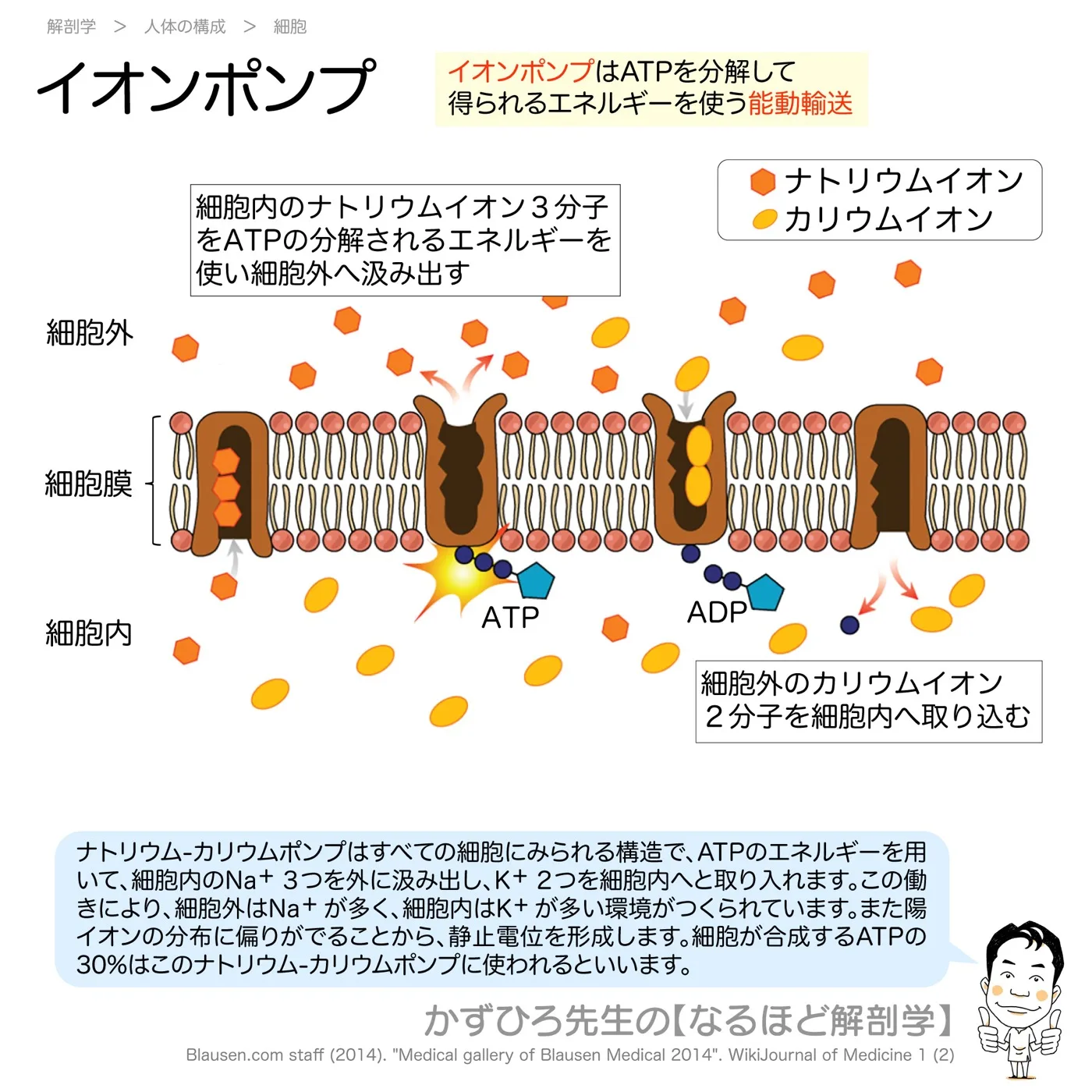 イオンポンプ