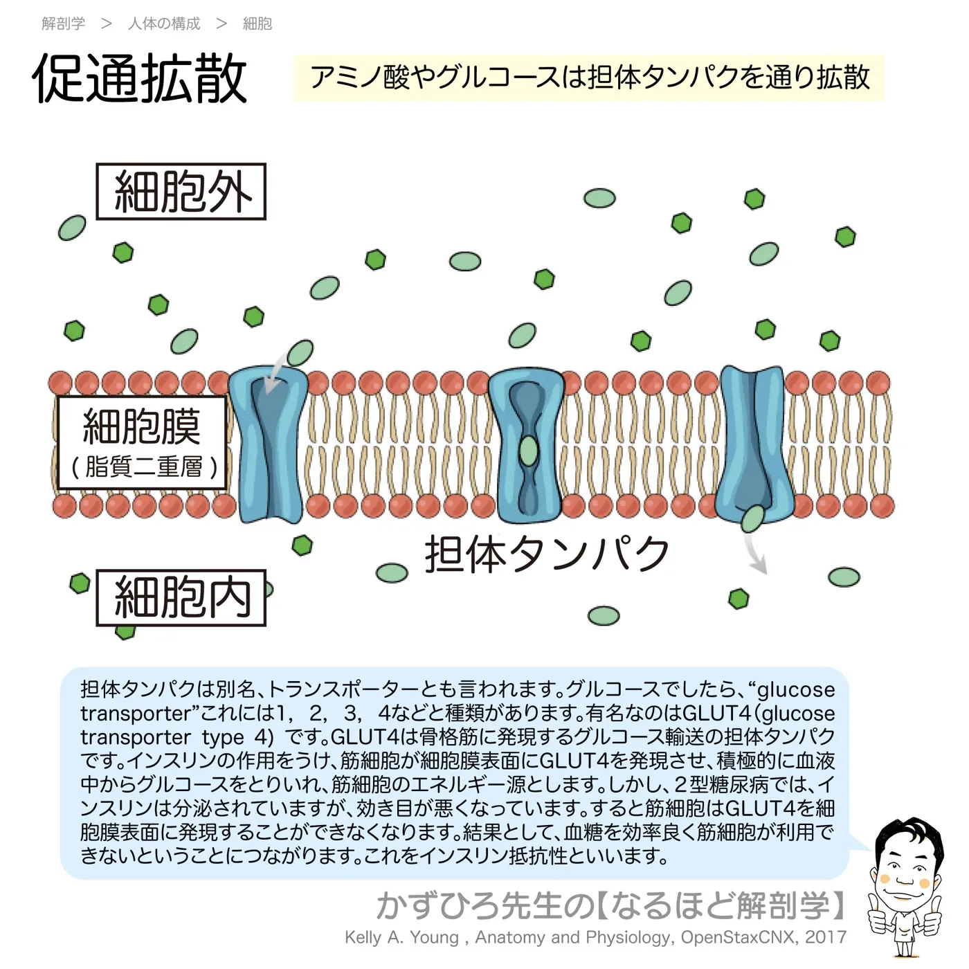 促通拡散