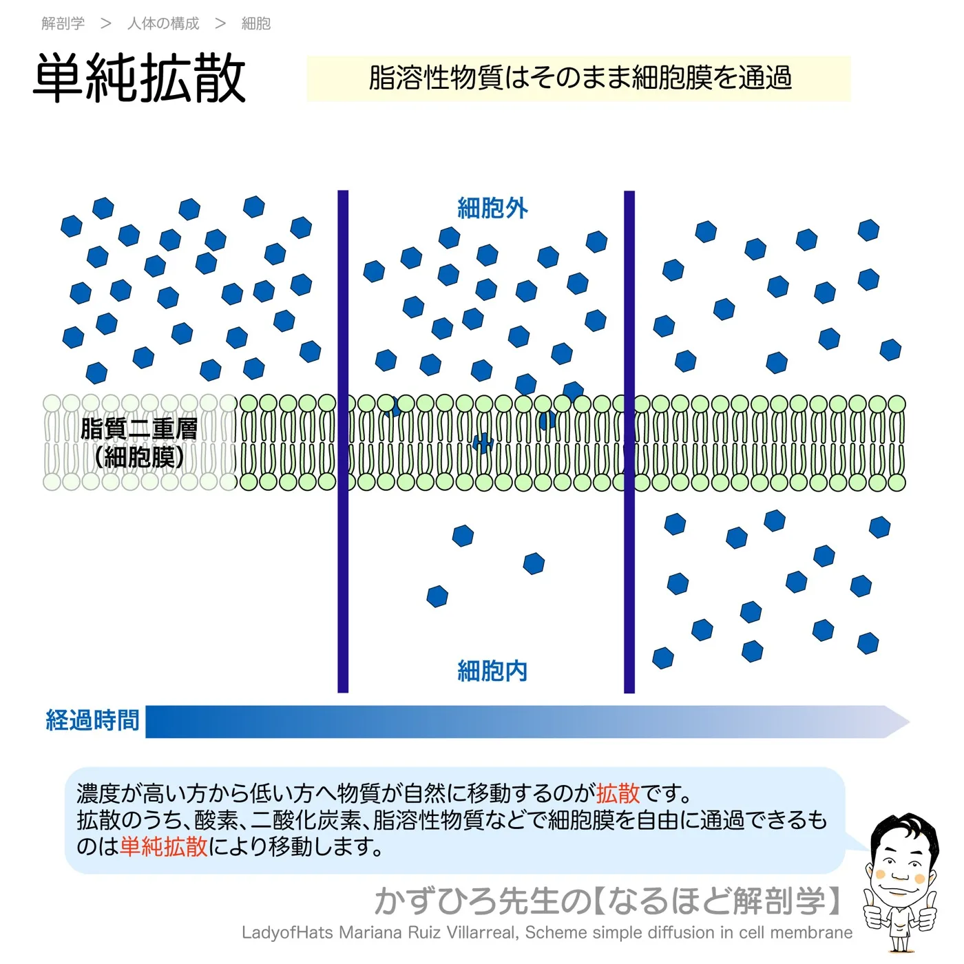 単純拡散