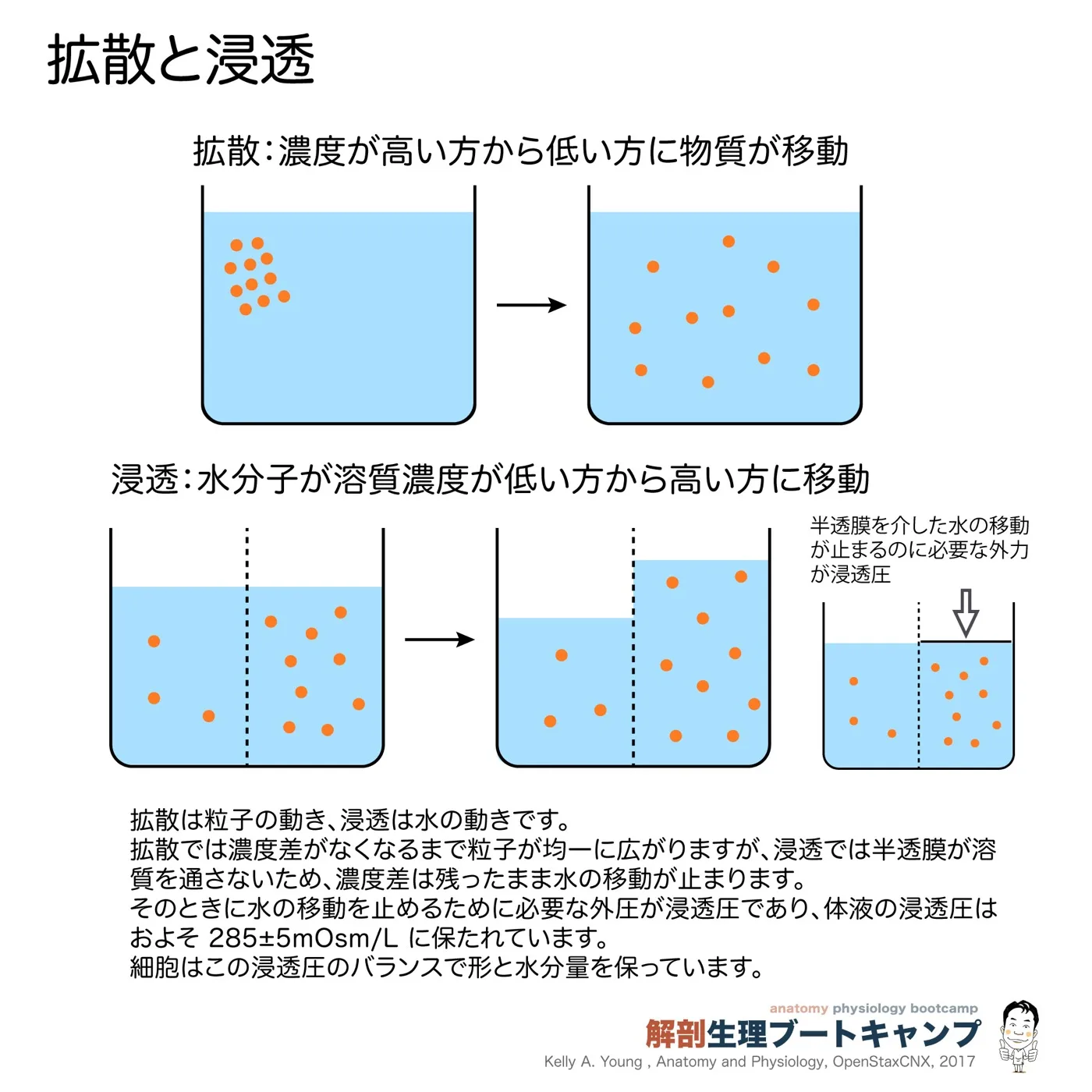 拡散と浸透