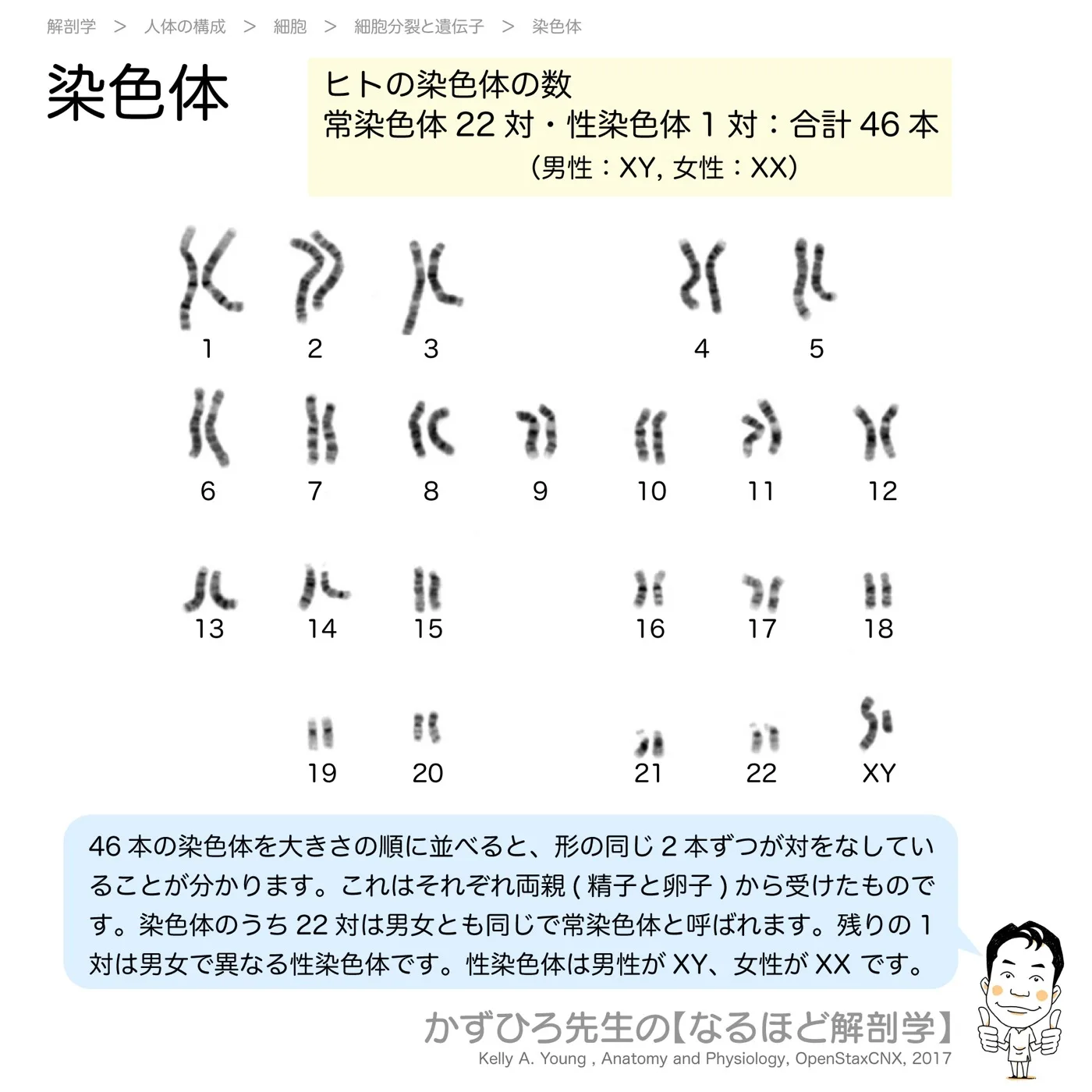 染色体の数