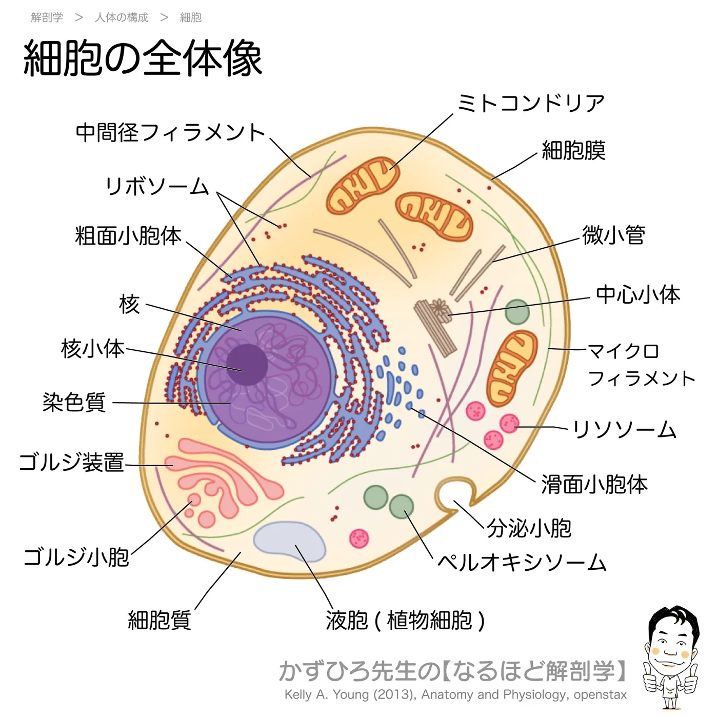 細胞の全体像