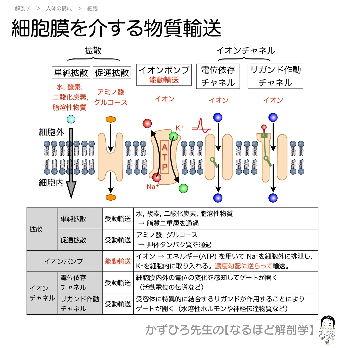 細胞膜を介する物質輸送