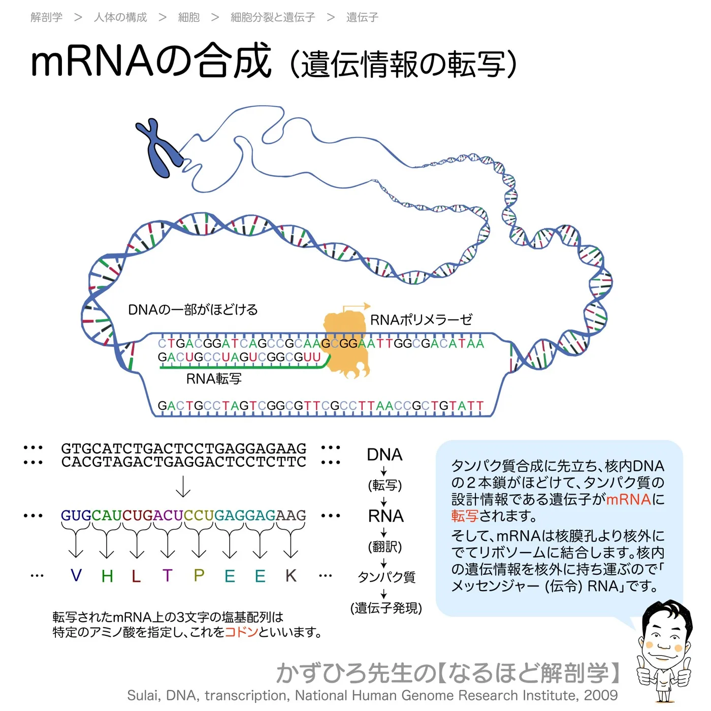 遺伝情報の転写（mRNAの合成）