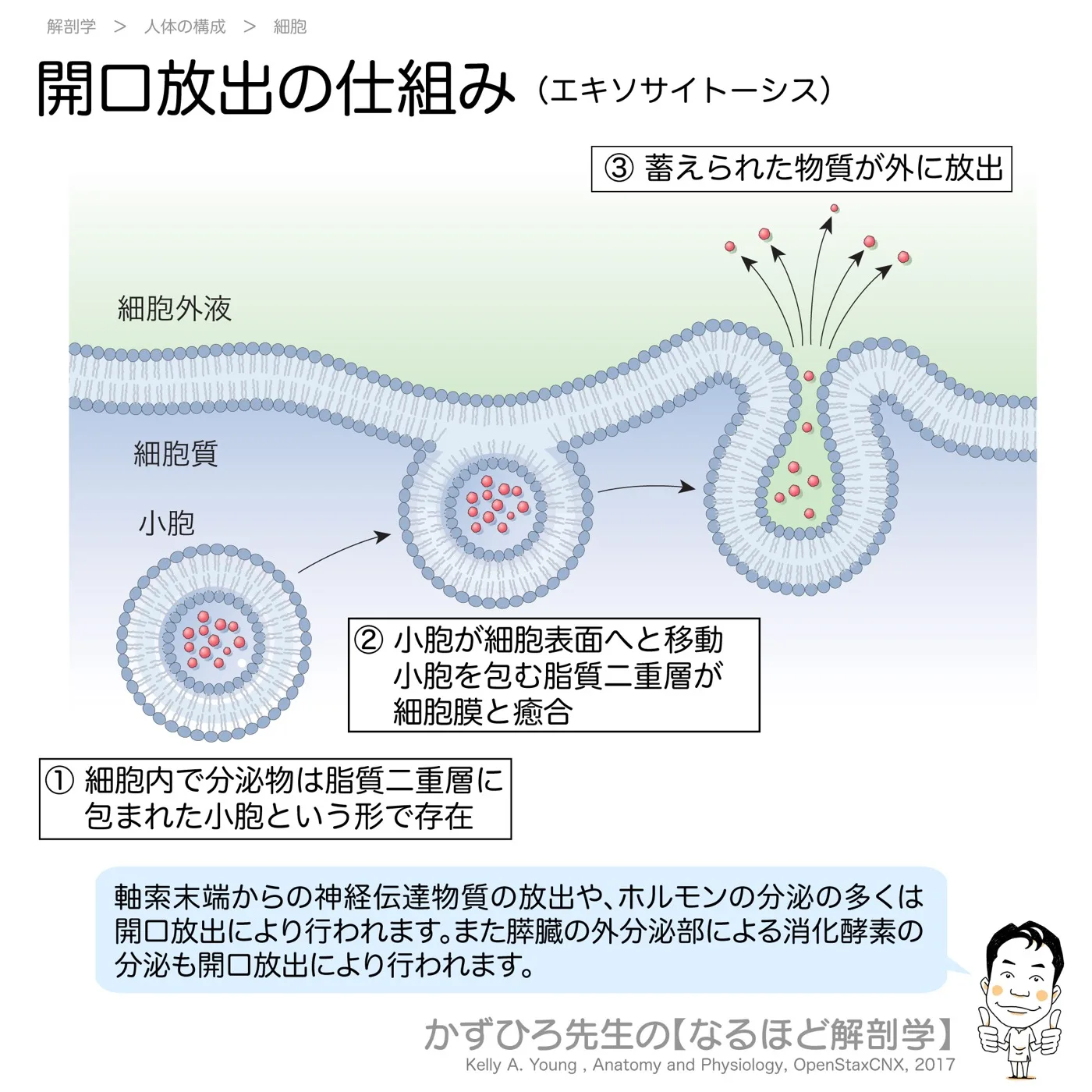開口放出の仕組み