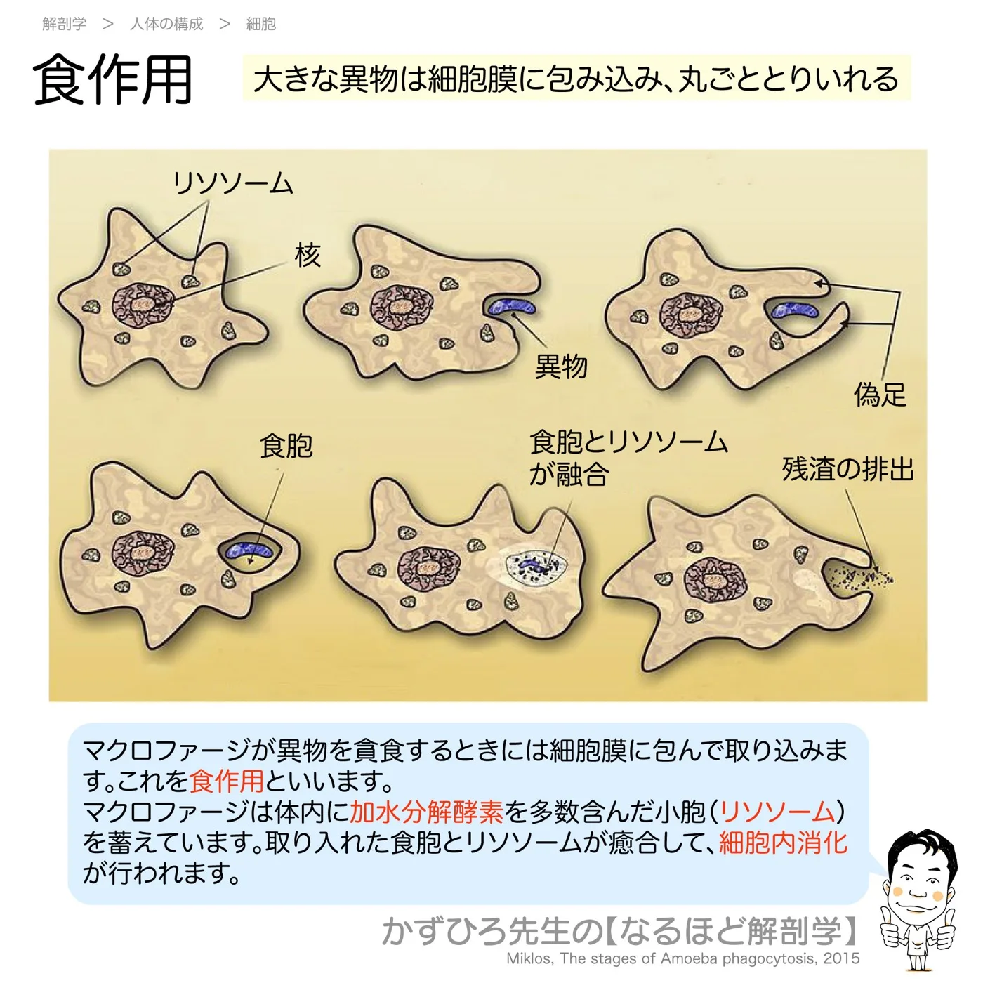 食作用
