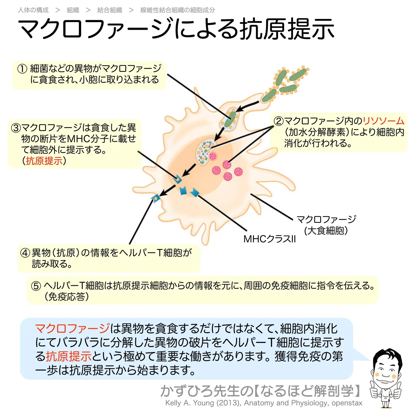 マクロファージによる抗原提示の仕組み