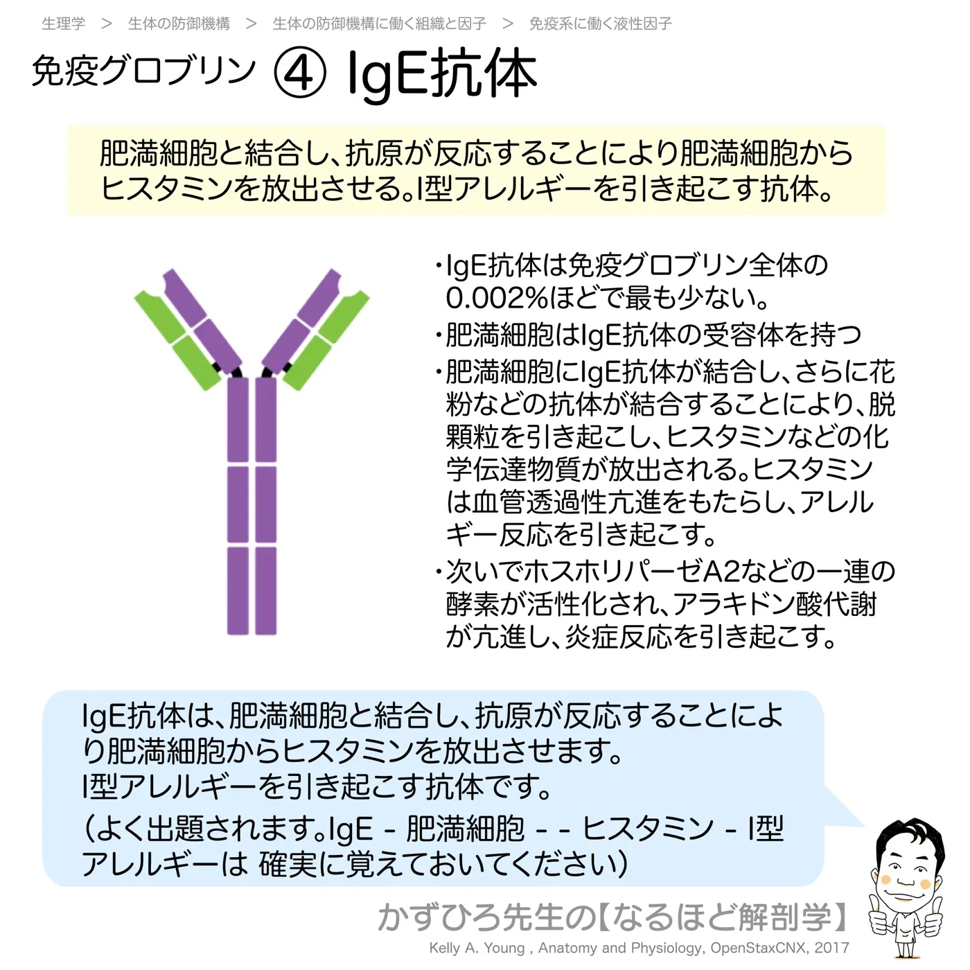 免疫グロブリン-④-IgE抗体