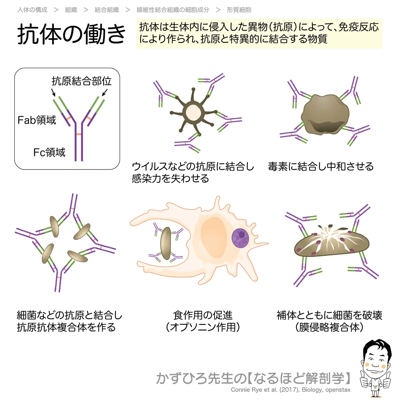抗体の働き