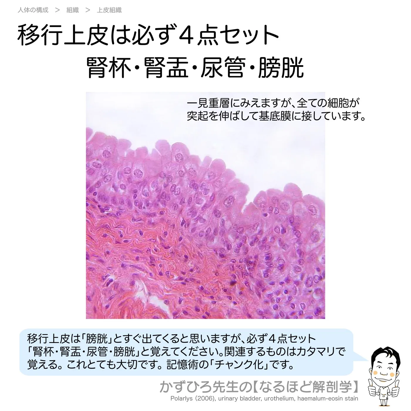 移行上皮