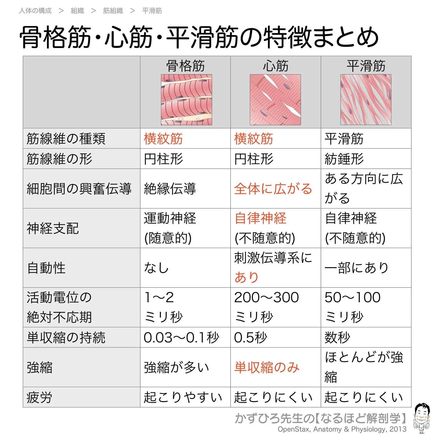 骨格筋・心筋・平滑筋まとめ
