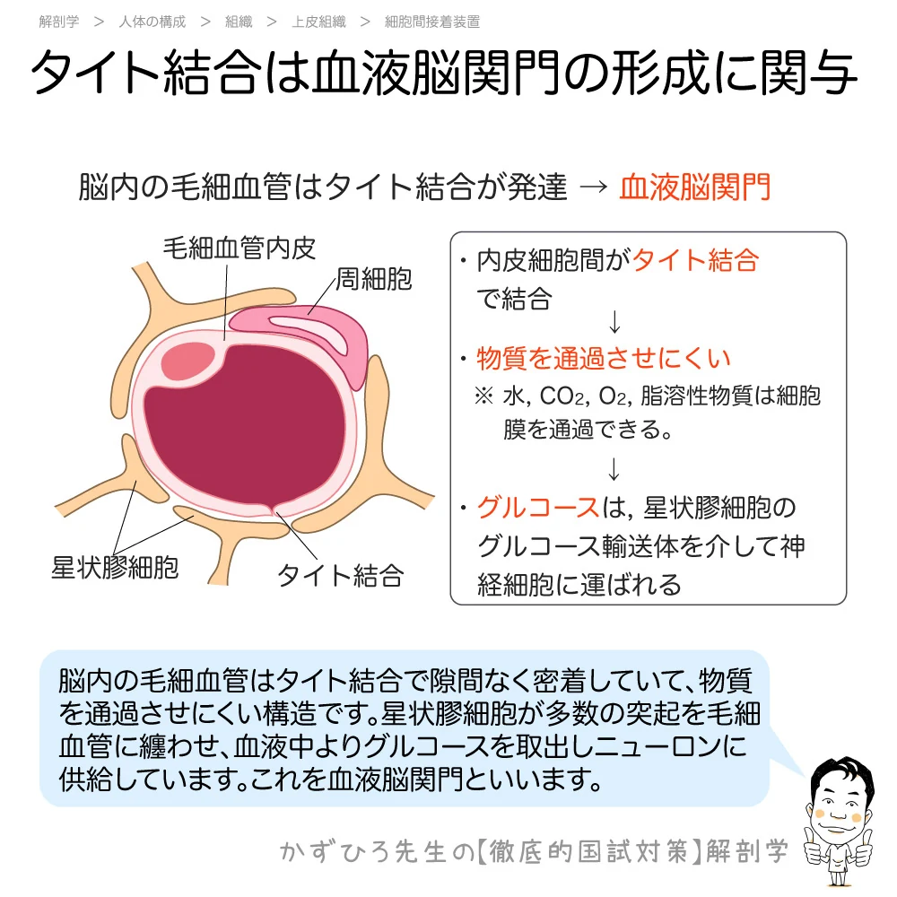 血液脳関門