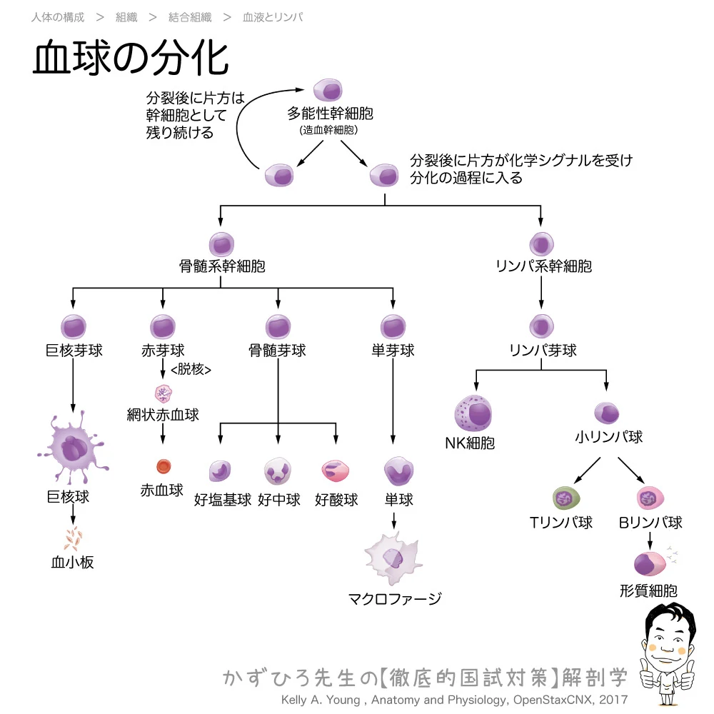 血球分化