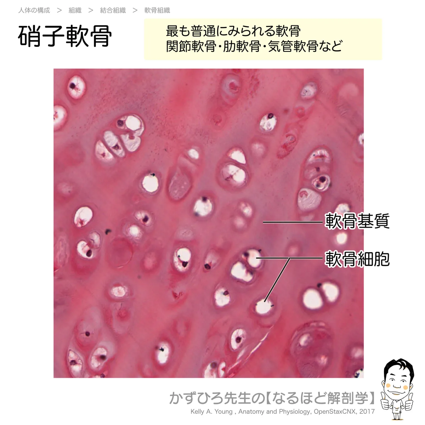 硝子軟骨