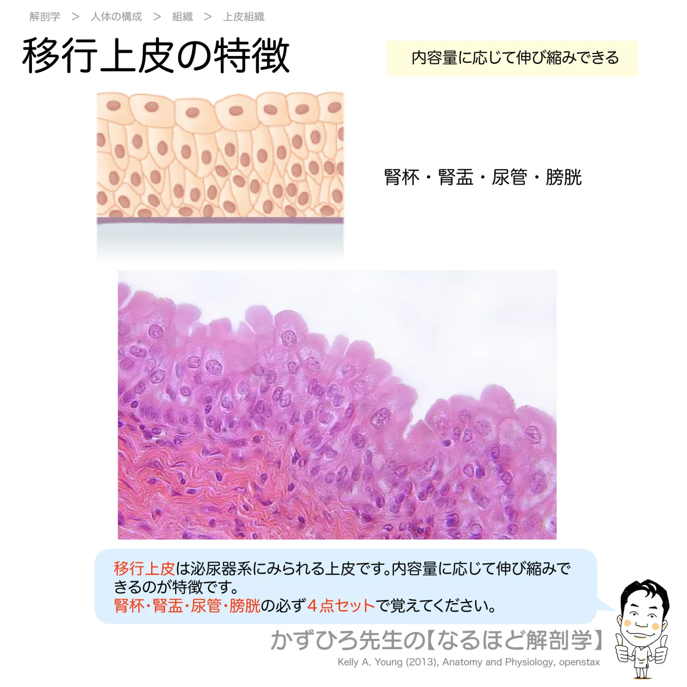 移行上皮の特徴