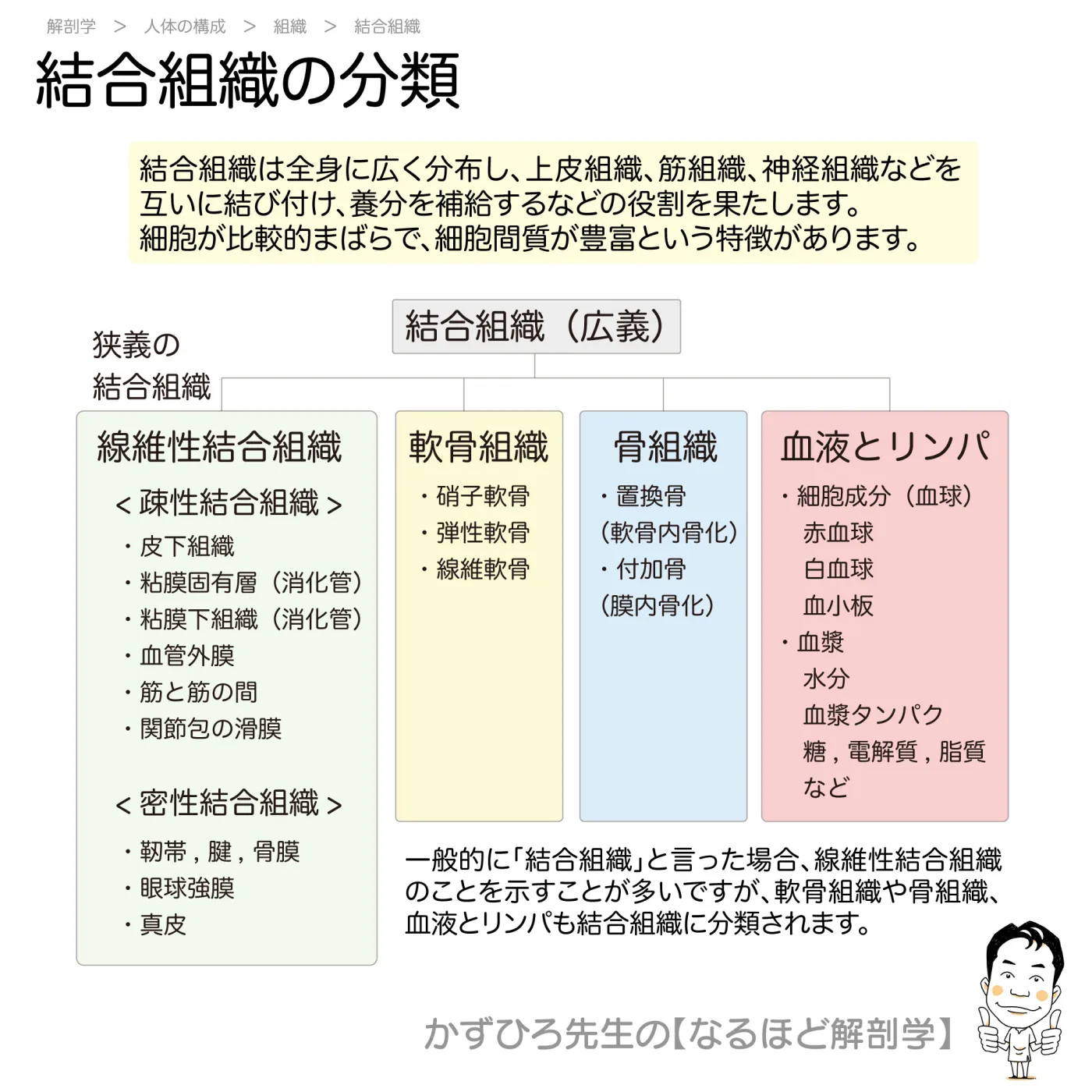結合組織の分類