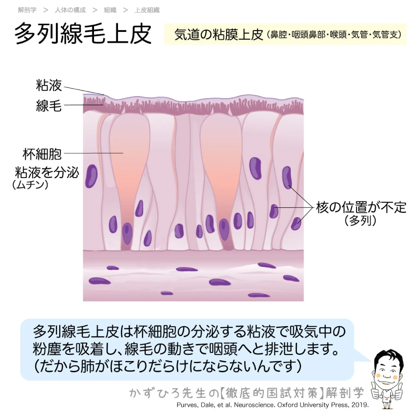 多列線毛上皮