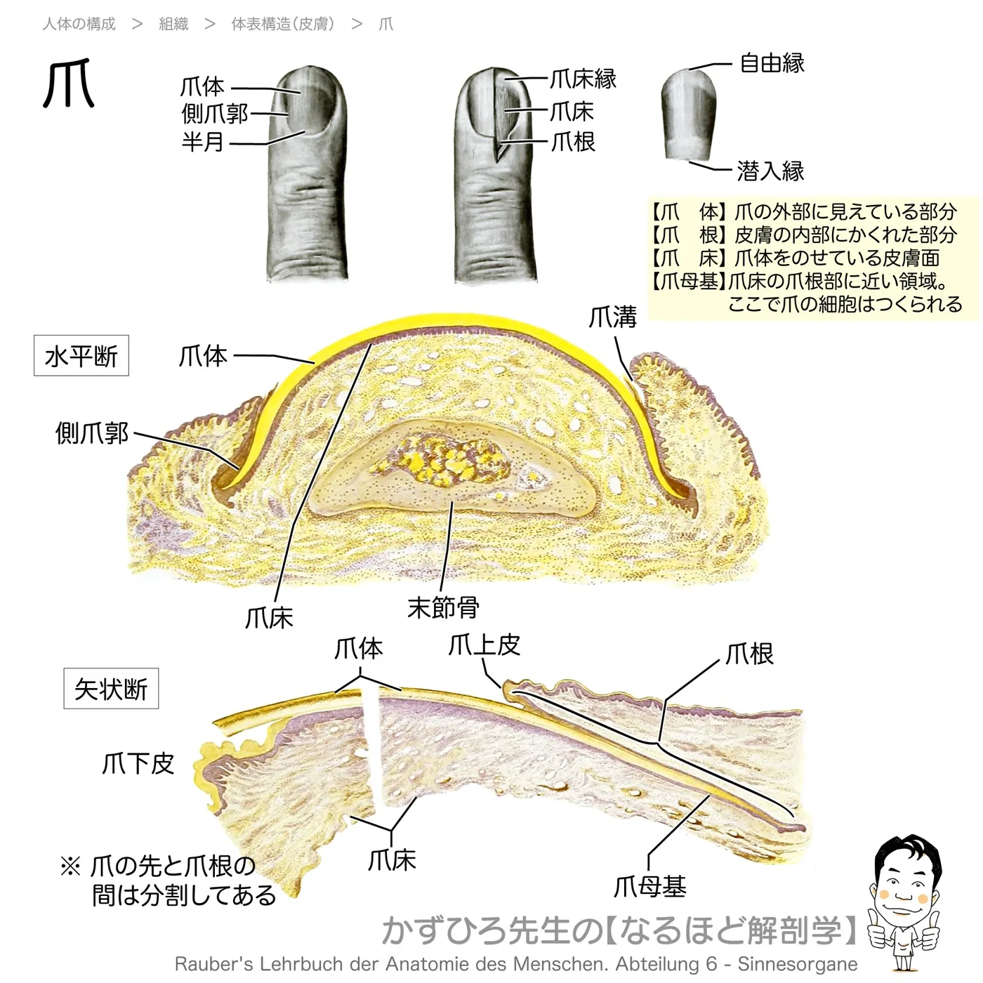 爪