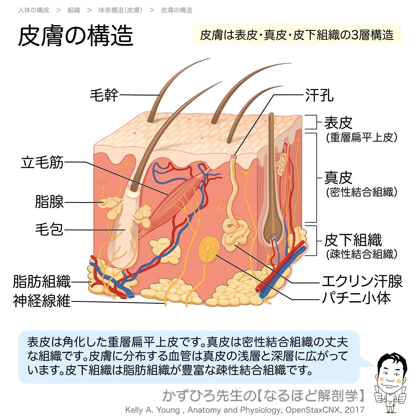 皮膚の構造