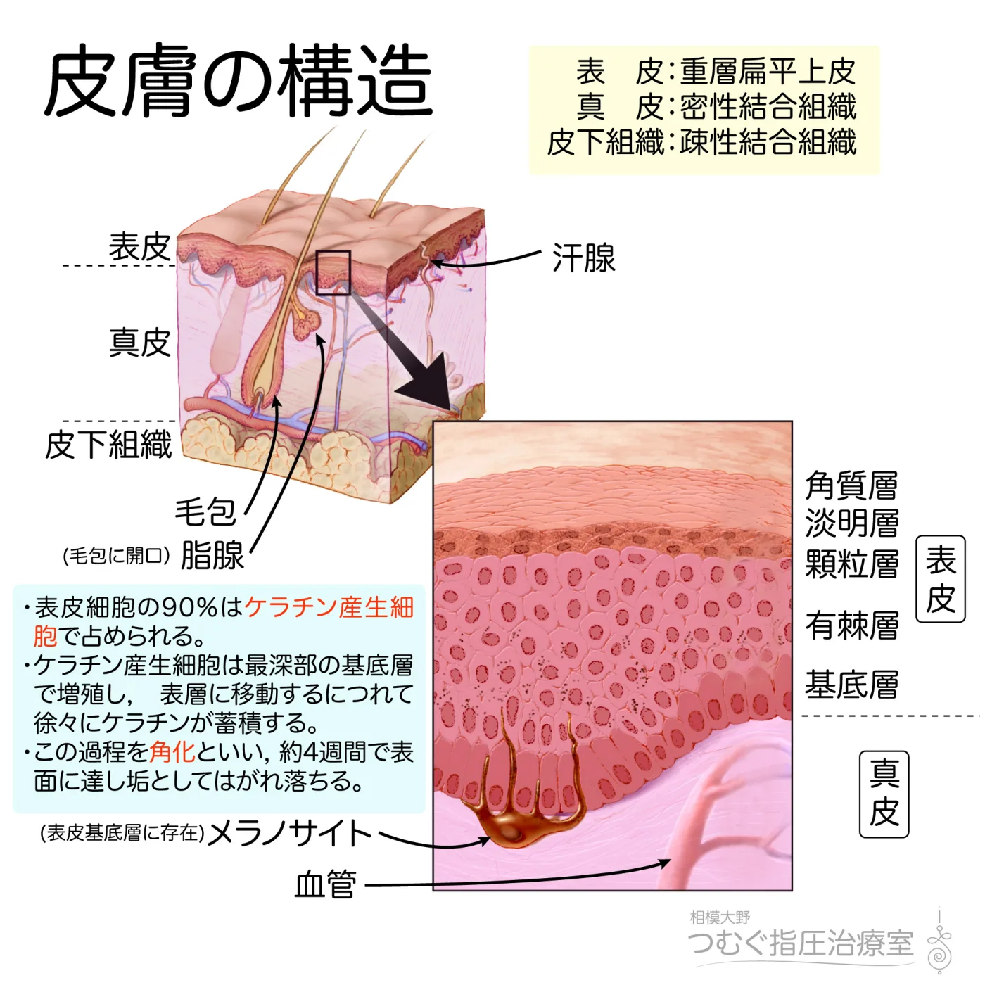 皮膚の構造