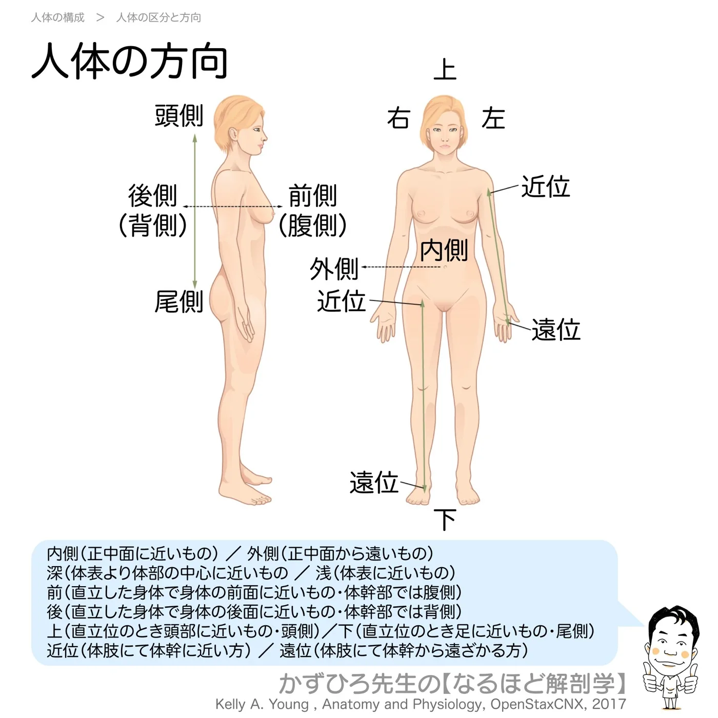 人体の方向