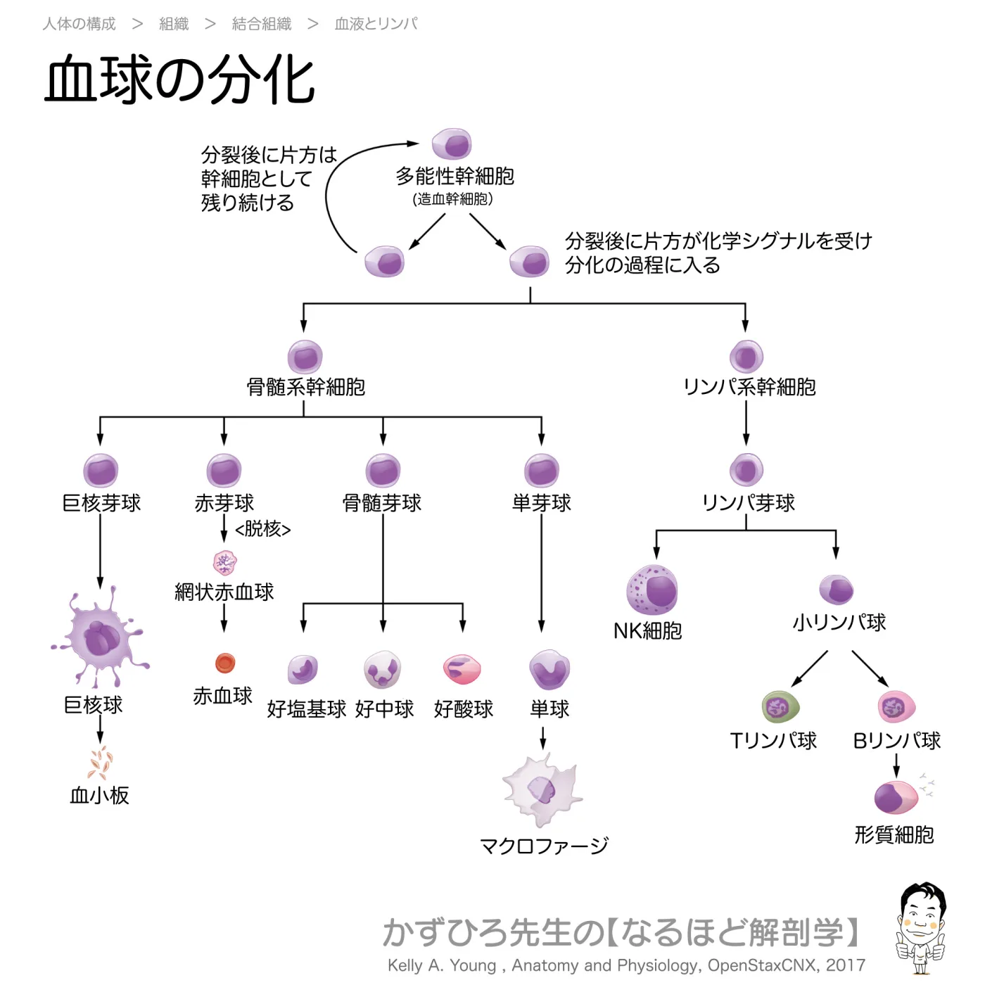 血球の分化