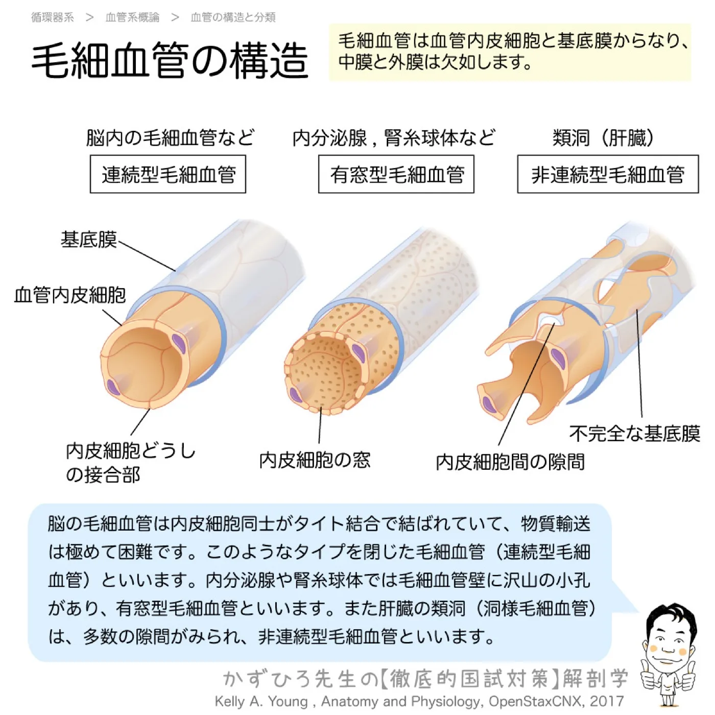 毛細血管