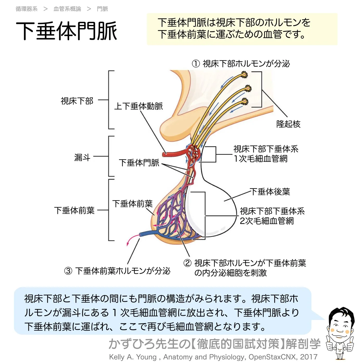下垂体門脈