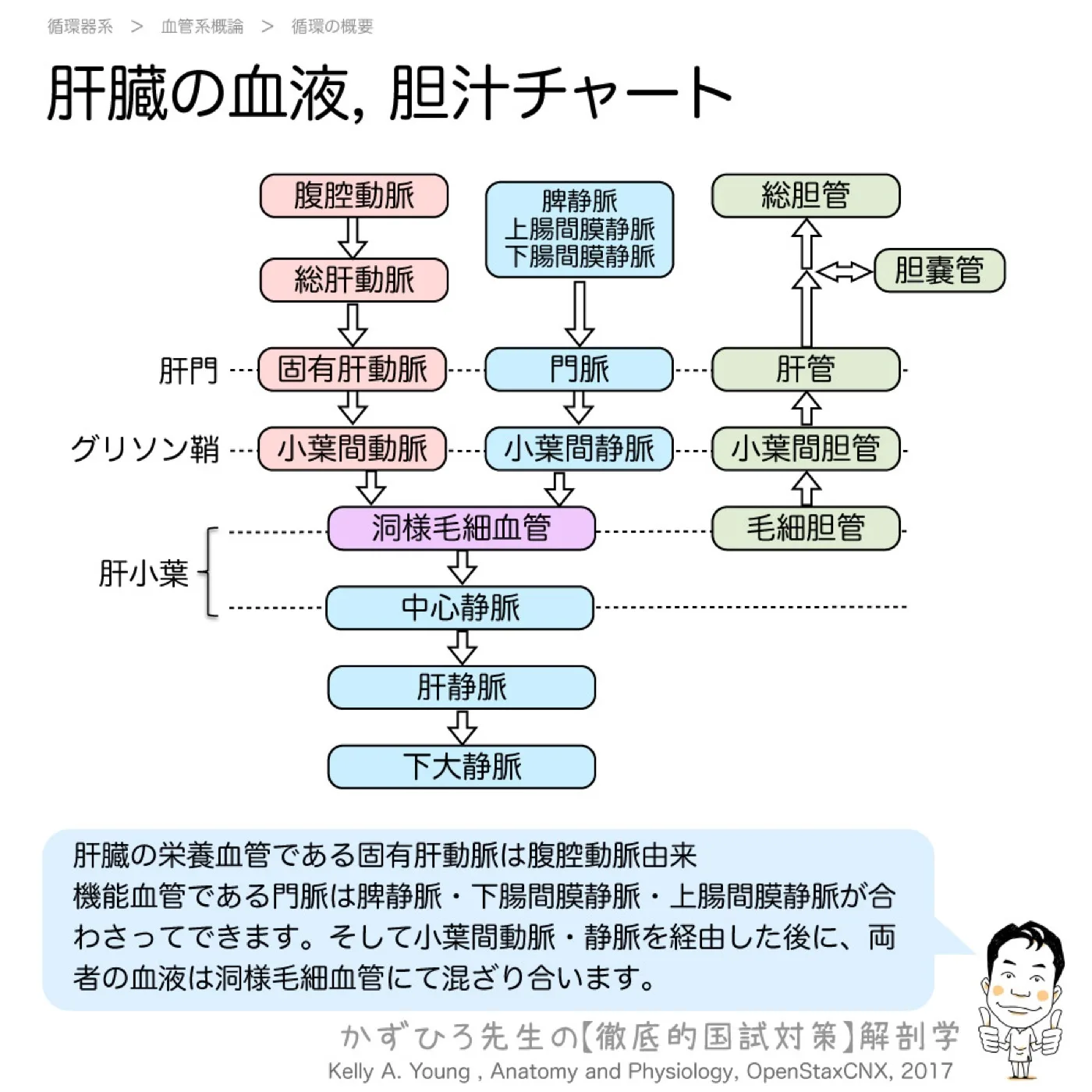 肝臓の血液,-胆汁チャート