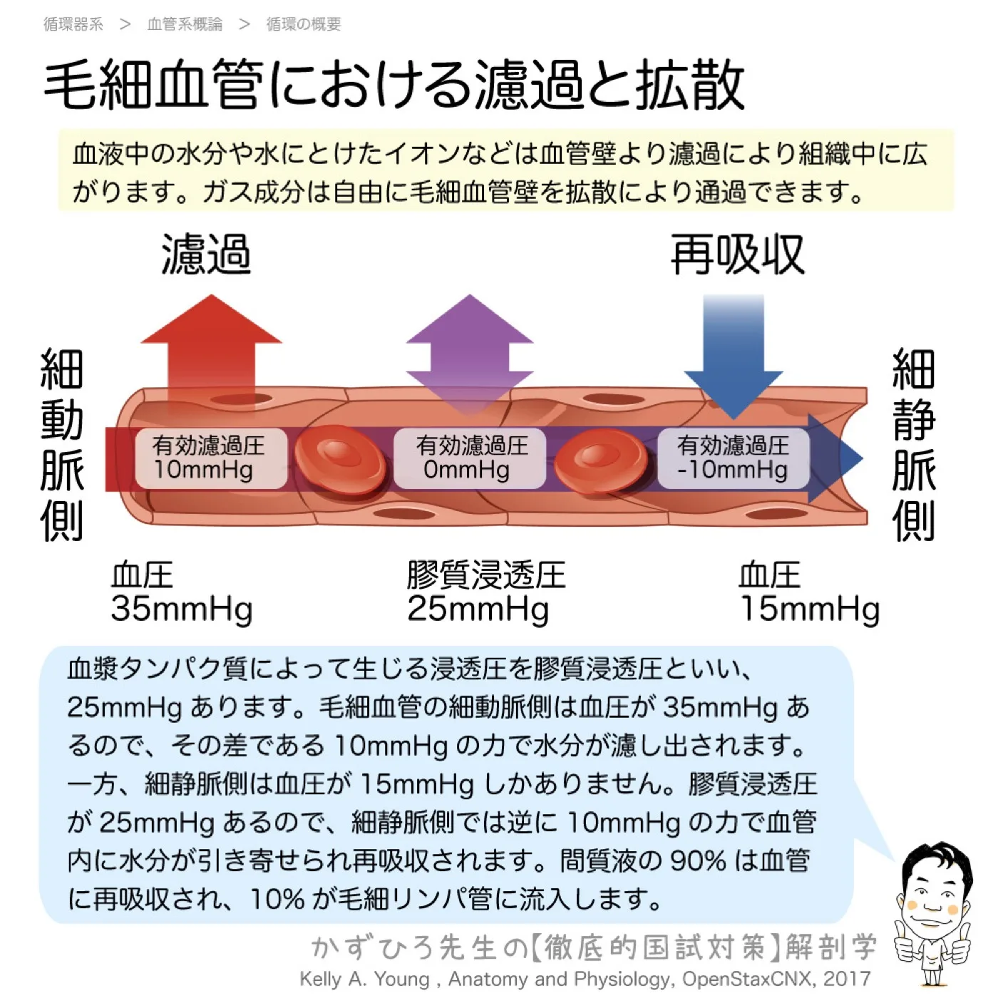 毛細血管における濾過と拡散