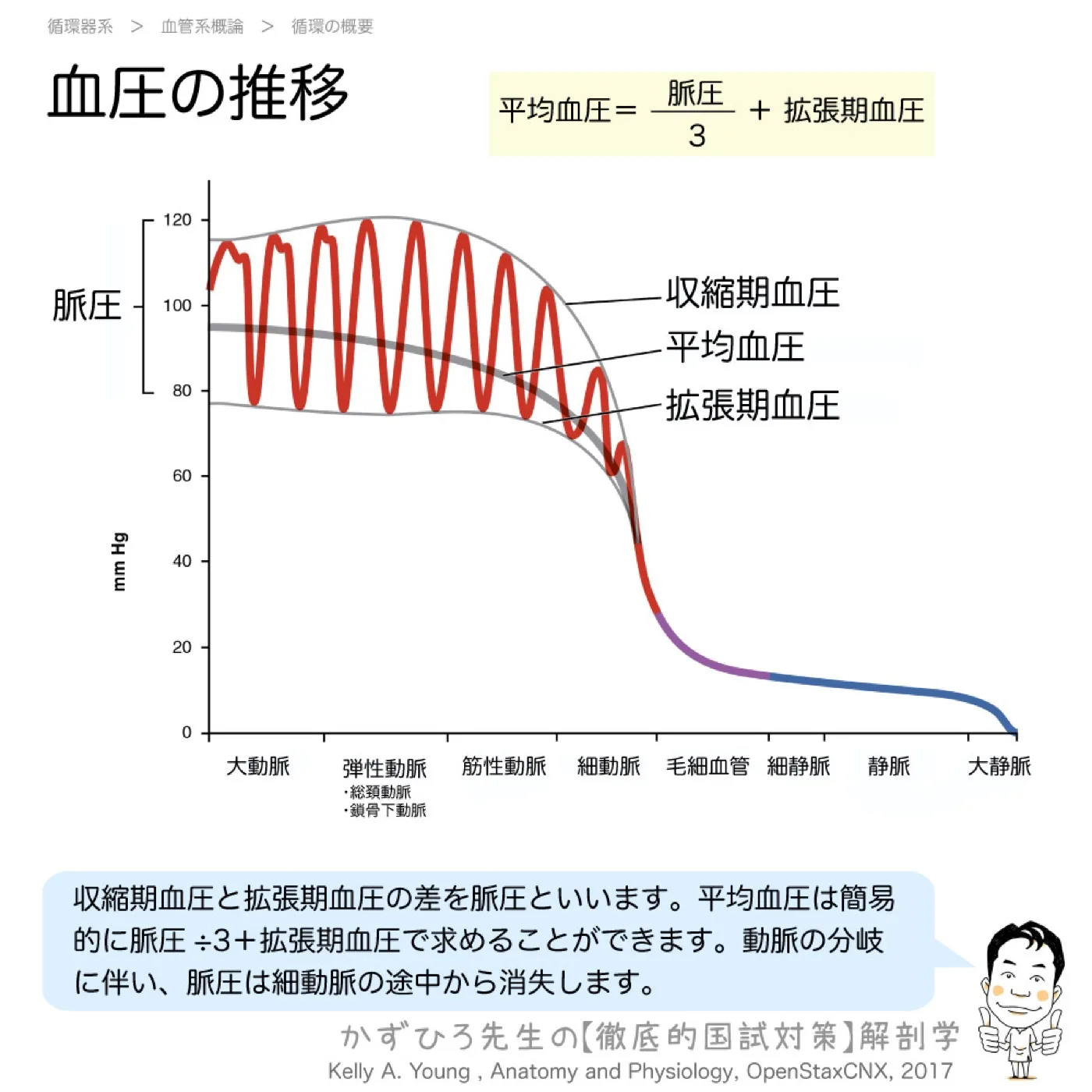 血管別-血圧の推移