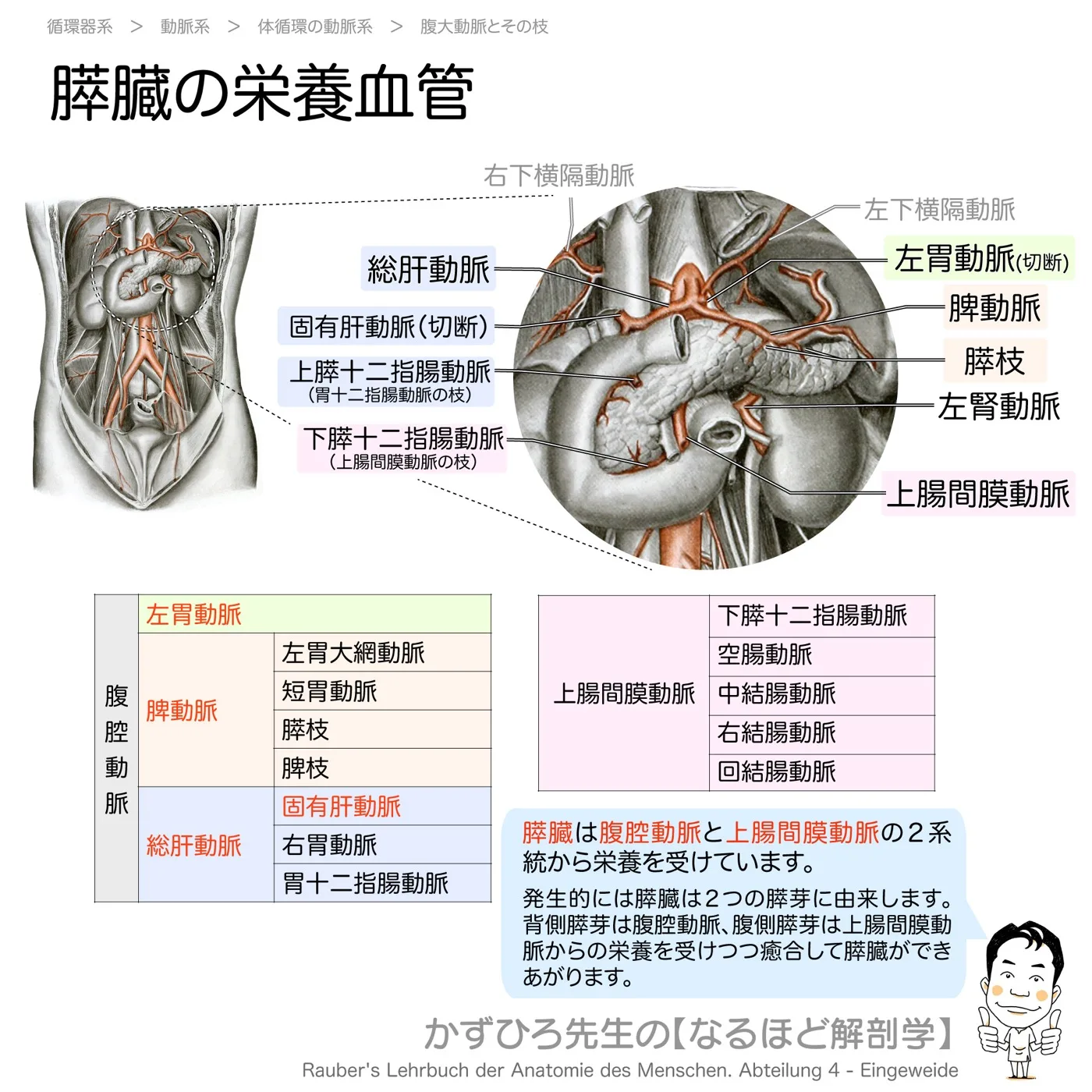 循環器系-膵臓の血管支配