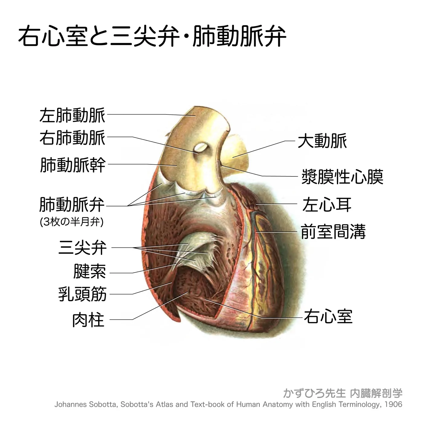 右心室と三尖弁・肺動脈弁