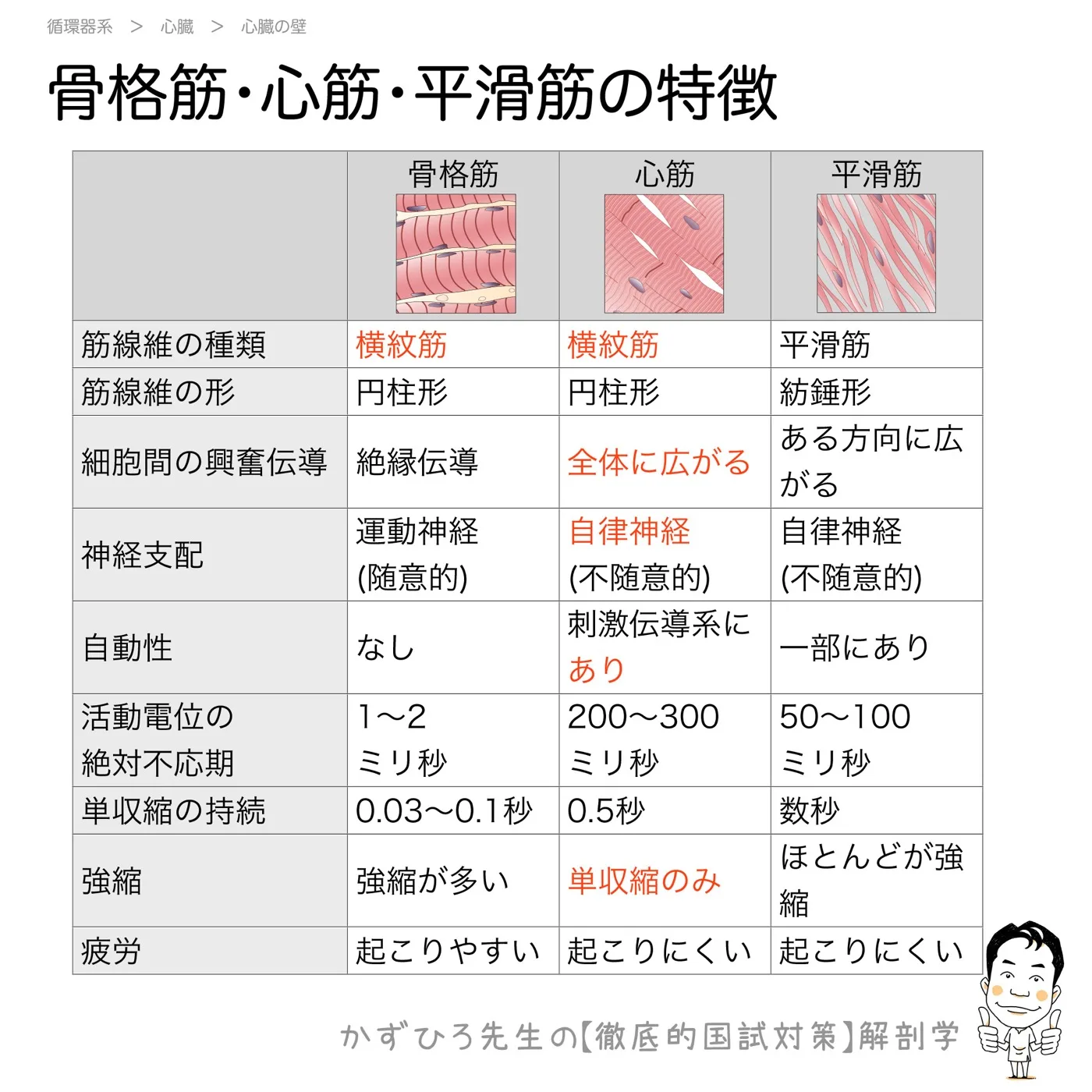 骨格筋・心筋・平滑筋