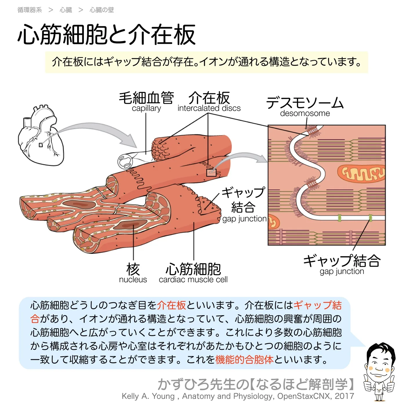 心筋と介在板