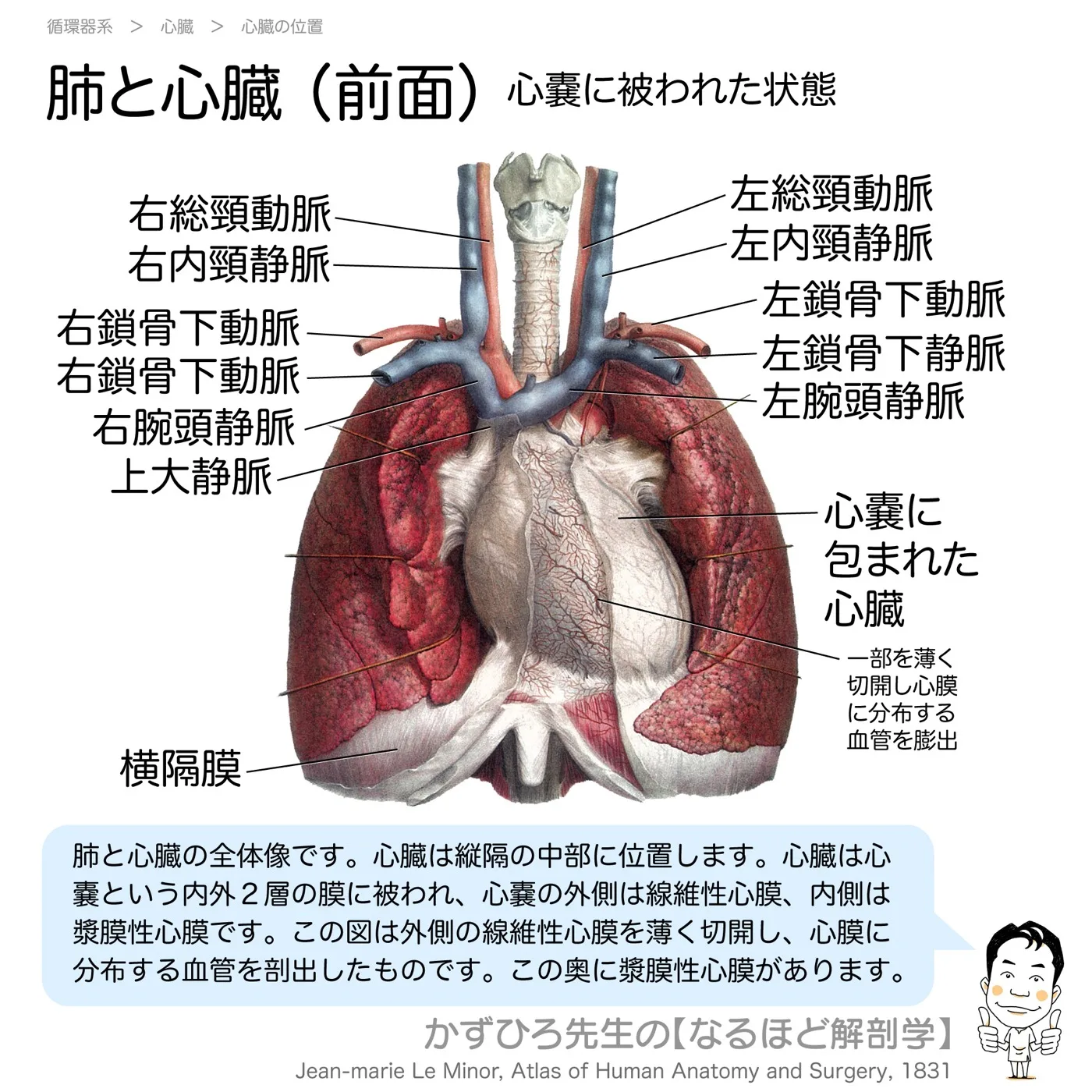 肺と心臓（線維性心膜）前面